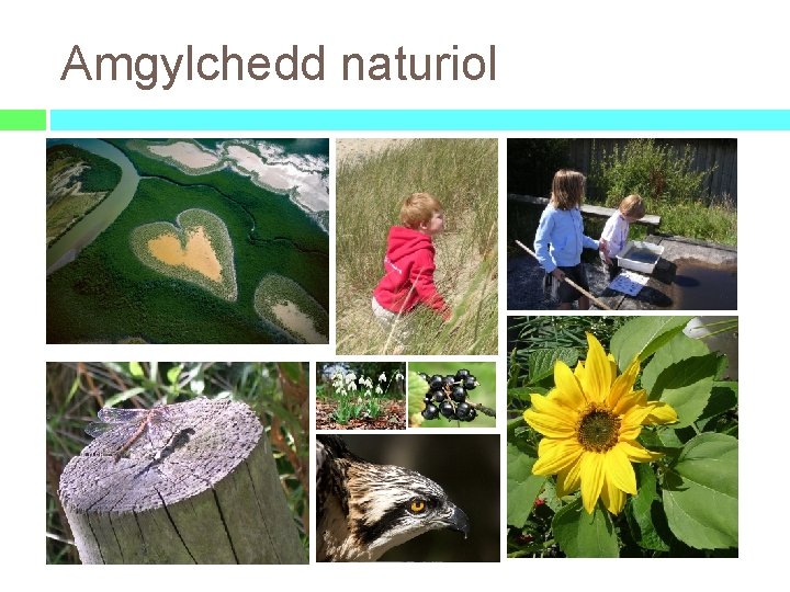 Amgylchedd naturiol 