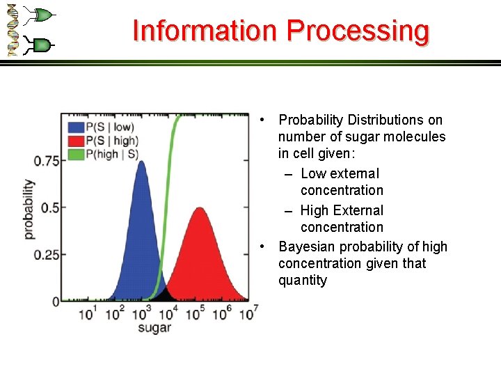 Information Processing • Probability Distributions on number of sugar molecules in cell given: –