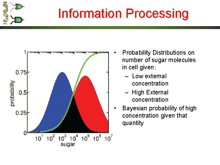 Information Processing • Probability Distributions on number of sugar molecules in cell given: –