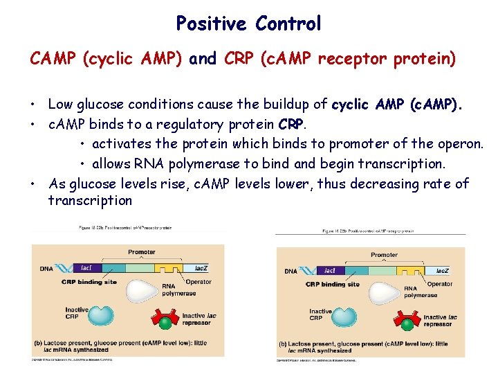 Positive Control CAMP (cyclic AMP) and CRP (c. AMP receptor protein) • Low glucose