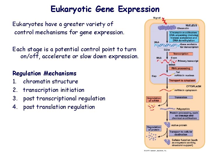Eukaryotic Gene Expression Eukaryotes have a greater variety of control mechanisms for gene expression.