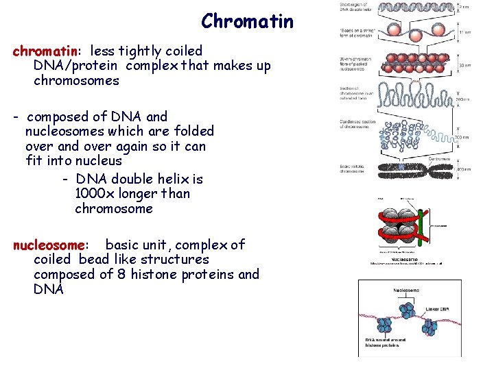 Chromatin chromatin: less tightly coiled DNA/protein complex that makes up chromosomes - composed of