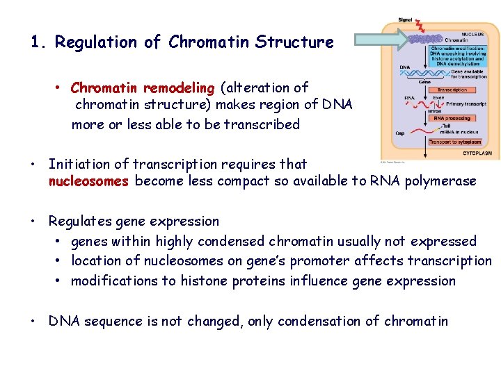 1. Regulation of Chromatin Structure • Chromatin remodeling (alteration of chromatin structure) makes region
