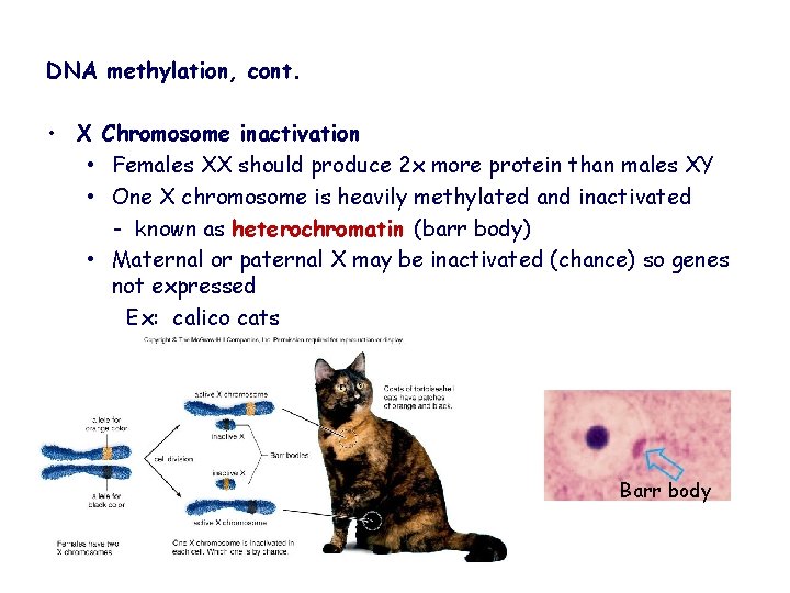 DNA methylation, cont. • X Chromosome inactivation • Females XX should produce 2 x