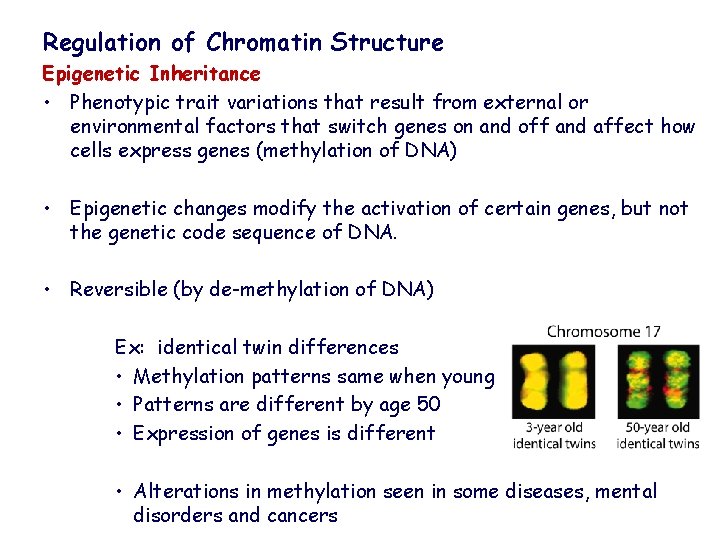 Regulation of Chromatin Structure Epigenetic Inheritance • Phenotypic trait variations that result from external