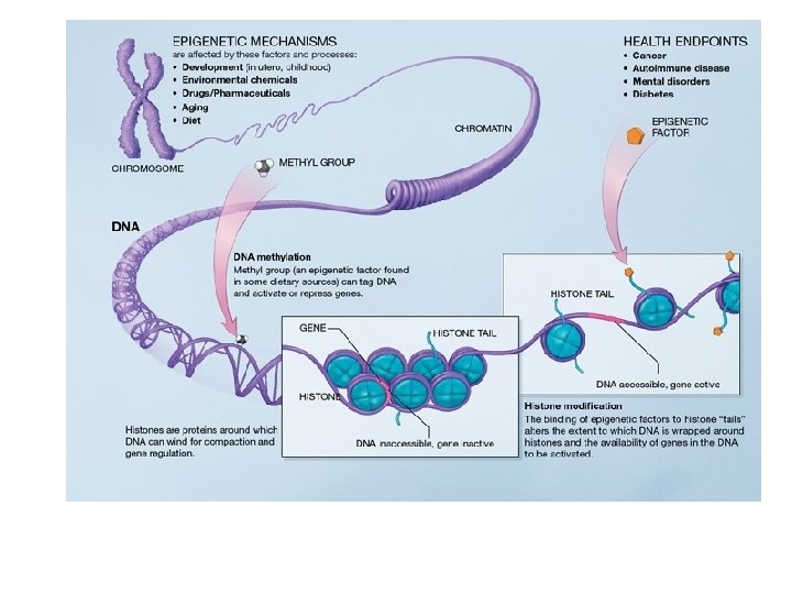 The Epigenome at a Glance The Epigenetics of Identical Twins 