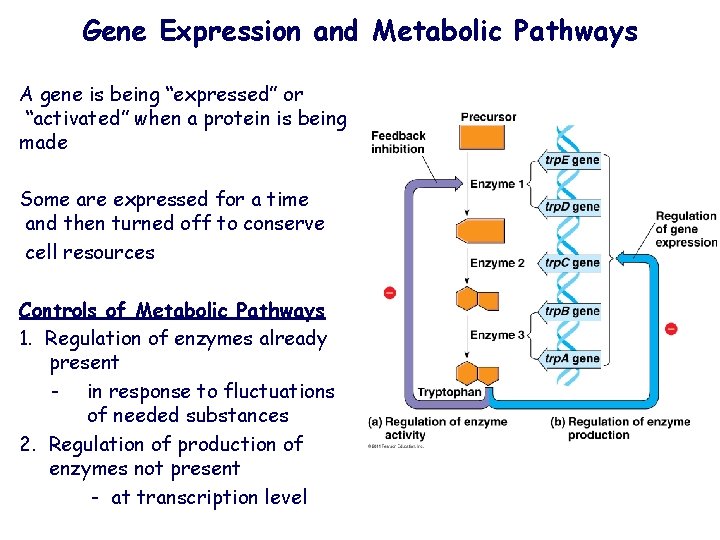 Gene Expression and Metabolic Pathways A gene is being “expressed” or “activated” when a