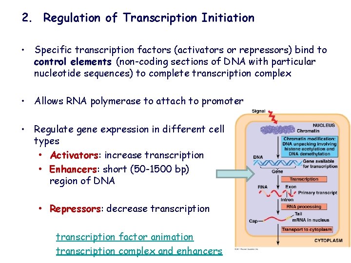 2. Regulation of Transcription Initiation • Specific transcription factors (activators or repressors) bind to