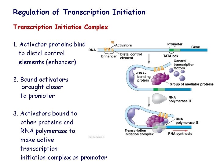 Regulation of Transcription Initiation Complex 1. Activator proteins bind to distal control elements (enhancer)