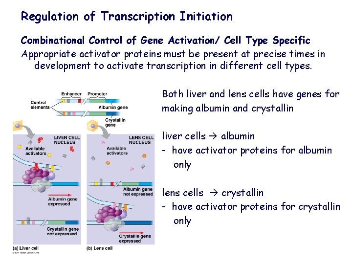 Regulation of Transcription Initiation Combinational Control of Gene Activation/ Cell Type Specific Appropriate activator