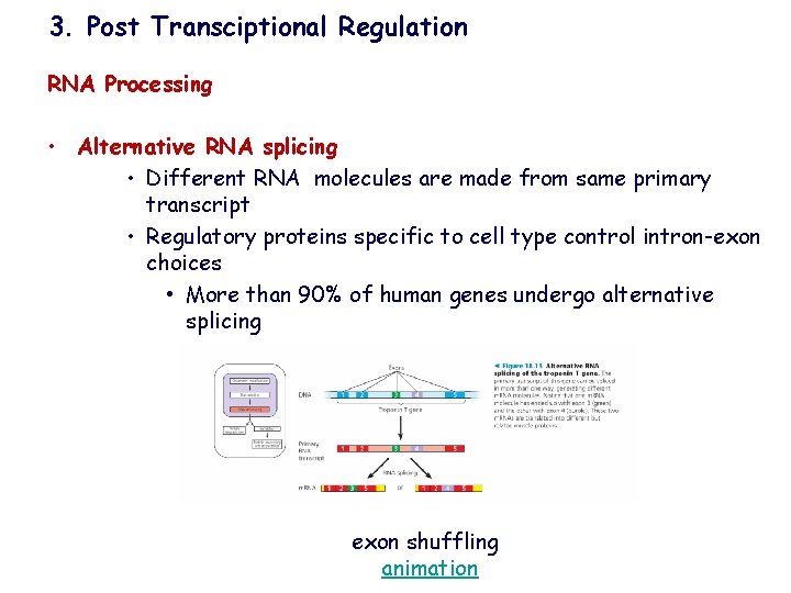 3. Post Transciptional Regulation RNA Processing • Alternative RNA splicing • Different RNA molecules