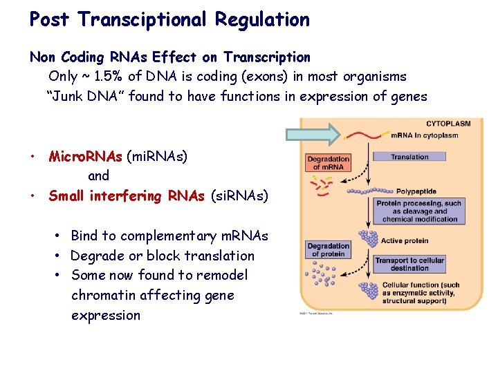 Post Transciptional Regulation Non Coding RNAs Effect on Transcription Only ~ 1. 5% of