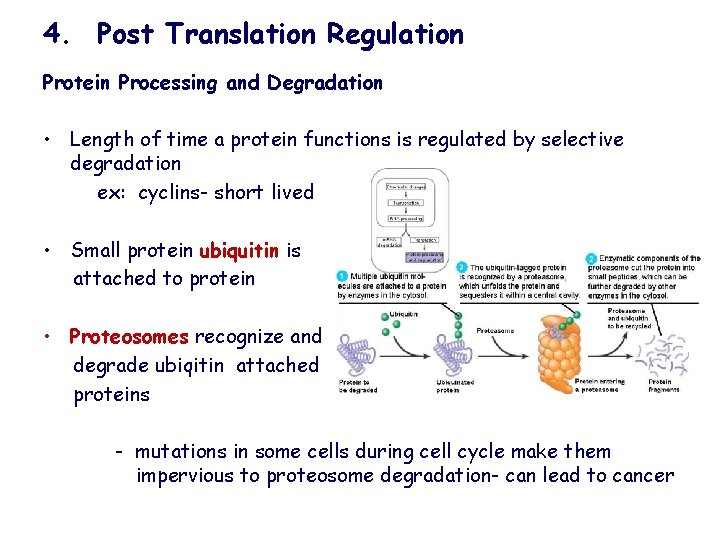 4. Post Translation Regulation Protein Processing and Degradation • Length of time a protein