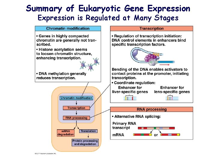 Summary of Eukaryotic Gene Expression is Regulated at Many Stages 
