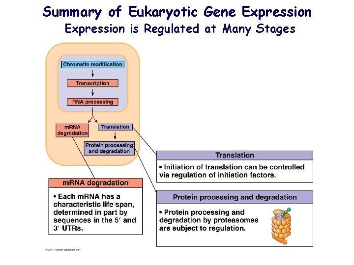 Summary of Eukaryotic Gene Expression is Regulated at Many Stages 