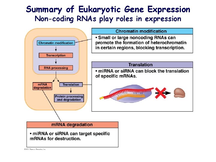 Summary of Eukaryotic Gene Expression Non-coding RNAs play roles in expression 