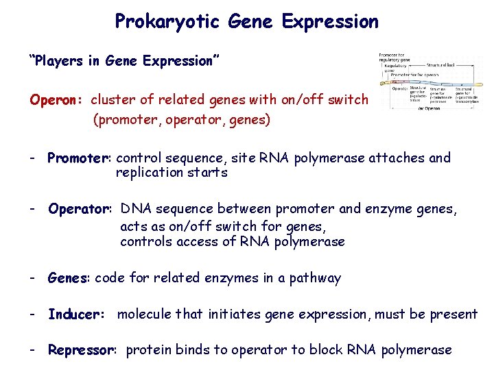 Prokaryotic Gene Expression “Players in Gene Expression” Operon: cluster of related genes with on/off