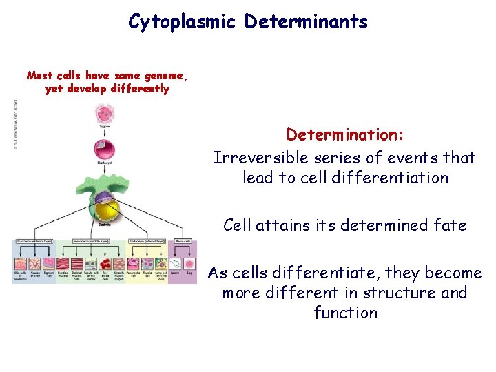 Cytoplasmic Determinants Most cells have same genome, yet develop differently Determination: Irreversible series of