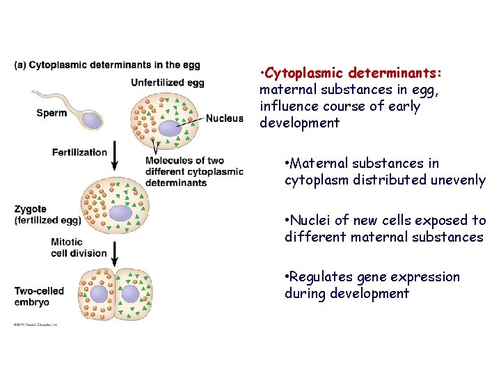  • Cytoplasmic determinants: maternal substances in egg, influence course of early development •