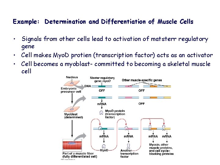 Example: Determination and Differentiation of Muscle Cells • Signals from other cells lead to