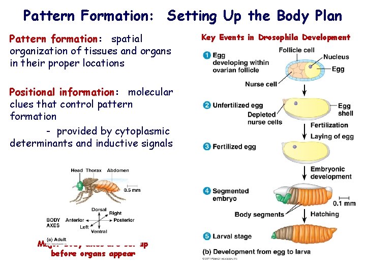 Pattern Formation: Setting Up the Body Plan Pattern formation: spatial organization of tissues and