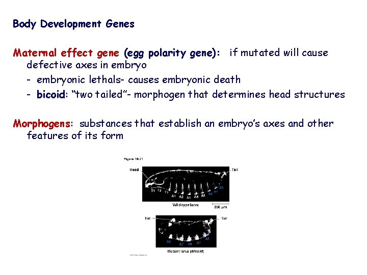 Body Development Genes Maternal effect gene (egg polarity gene): if mutated will cause defective