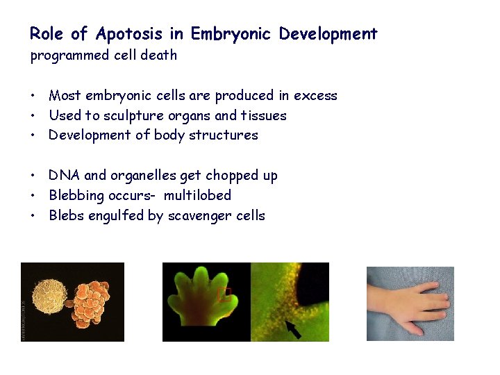 Role of Apotosis in Embryonic Development programmed cell death • Most embryonic cells are