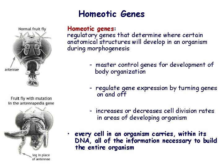Homeotic Genes Homeotic genes: regulatory genes that determine where certain anatomical structures will develop