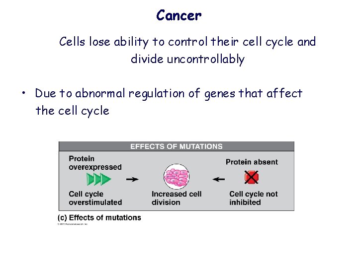 Cancer Cells lose ability to control their cell cycle and divide uncontrollably • Due