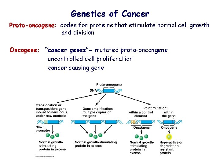 Genetics of Cancer Proto-oncogene: codes for proteins that stimulate normal cell growth and division