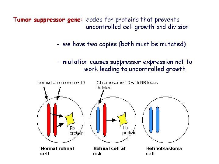 Tumor suppressor gene: codes for proteins that prevents uncontrolled cell growth and division -