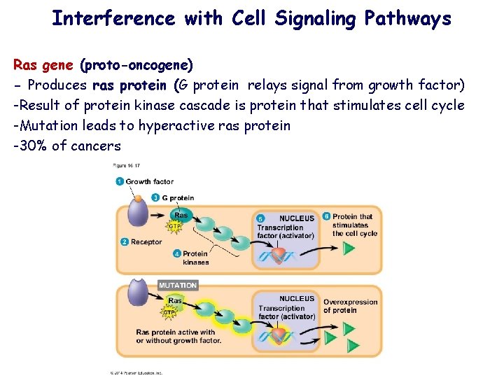 Interference with Cell Signaling Pathways Ras gene (proto-oncogene) - Produces ras protein (G protein