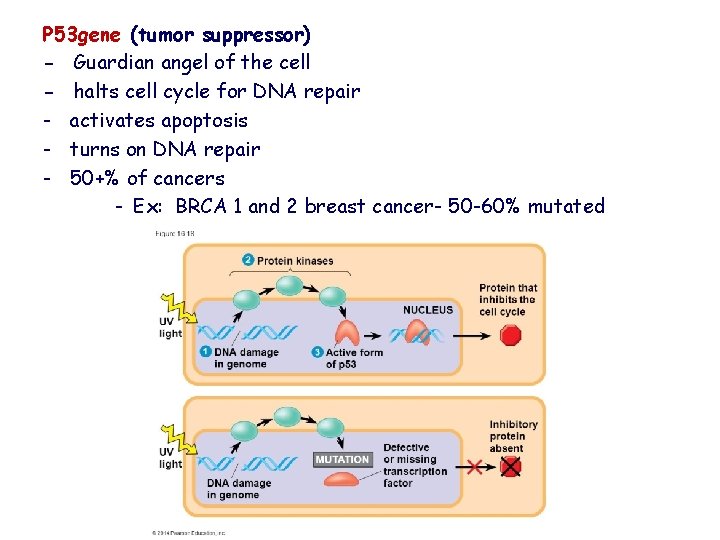 P 53 gene (tumor suppressor) - Guardian angel of the cell - halts cell