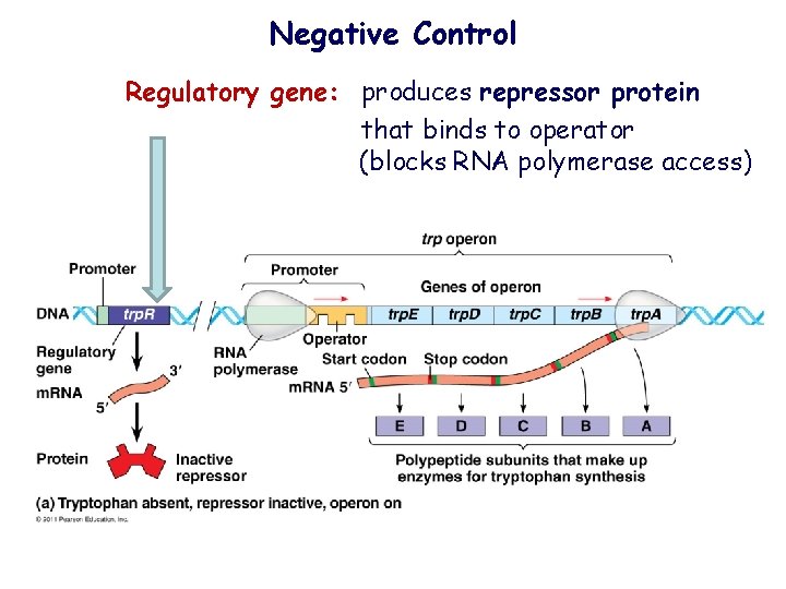 Negative Control Regulatory gene: produces repressor protein that binds to operator (blocks RNA polymerase