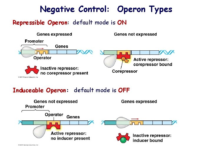 Negative Control: Operon Types Repressible Operon: default mode is ON Induceable Operon: default mode