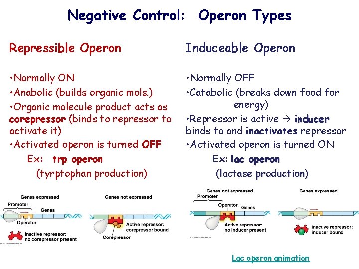 Negative Control: Operon Types Repressible Operon Induceable Operon • Normally ON • Anabolic (builds