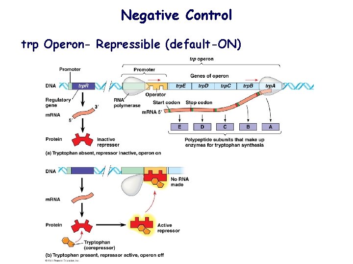 Negative Control trp Operon- Repressible (default-ON) 