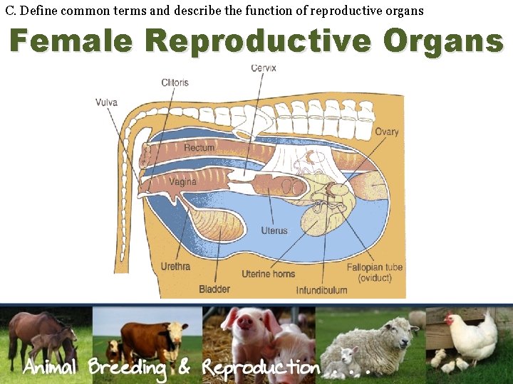 C. Define common terms and describe the function of reproductive organs Female Reproductive Organs