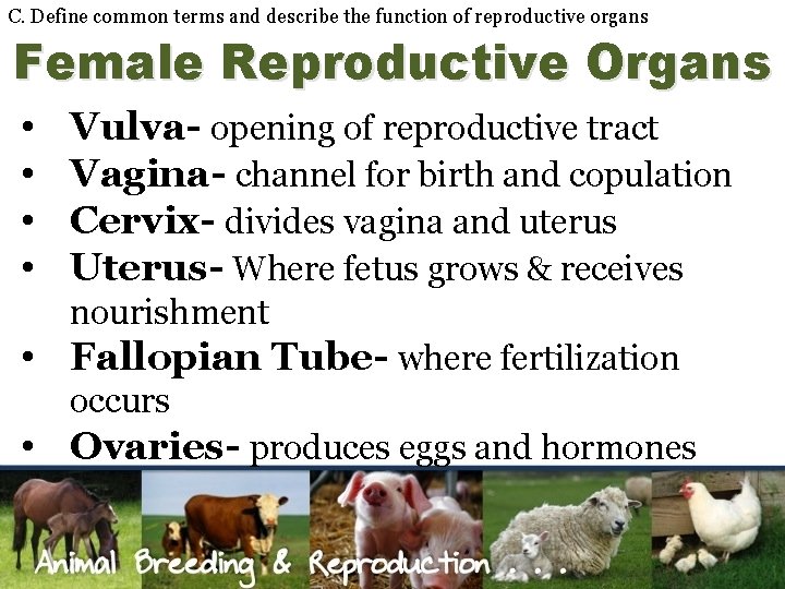 C. Define common terms and describe the function of reproductive organs Female Reproductive Organs