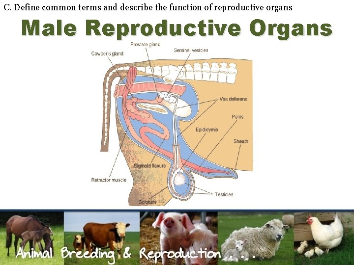 C. Define common terms and describe the function of reproductive organs Male Reproductive Organs
