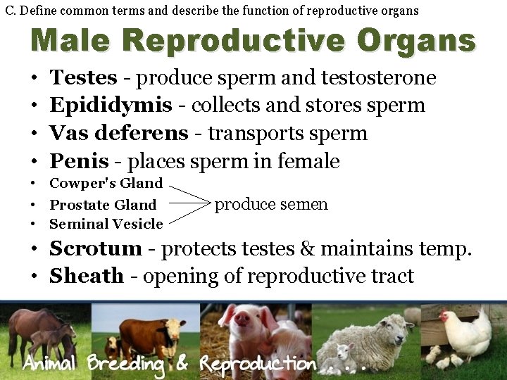 C. Define common terms and describe the function of reproductive organs Male Reproductive Organs