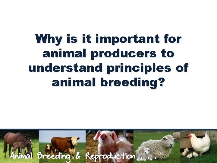 Why is it important for animal producers to understand principles of animal breeding? 