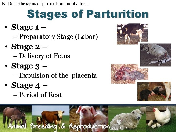 E. Describe signs of parturition and dystocia Stages of Parturition • Stage 1 –