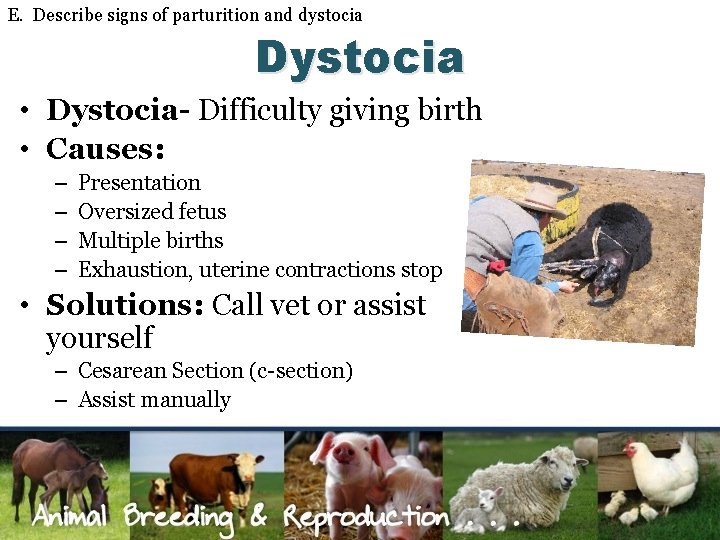 E. Describe signs of parturition and dystocia Dystocia • Dystocia- Difficulty giving birth •