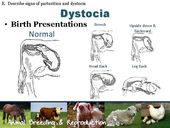 E. Describe signs of parturition and dystocia Dystocia • Birth Presentations Breech Normal Head