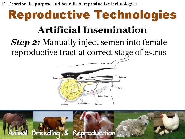 F. Describe the purpose and benefits of reproductive technologies Reproductive Technologies Artificial Insemination Step
