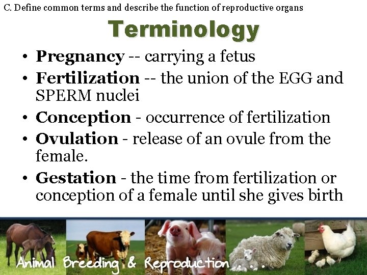 C. Define common terms and describe the function of reproductive organs Terminology • Pregnancy
