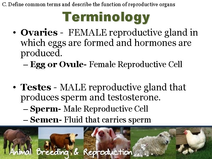 C. Define common terms and describe the function of reproductive organs Terminology • Ovaries
