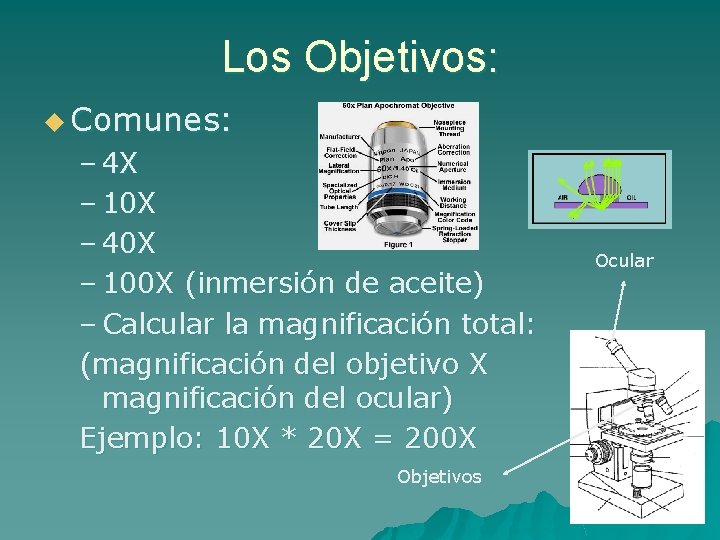 Los Objetivos: u Comunes: – 4 X – 10 X – 40 X –