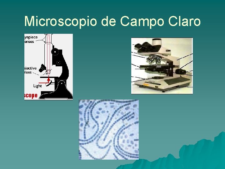 Microscopio de Campo Claro 